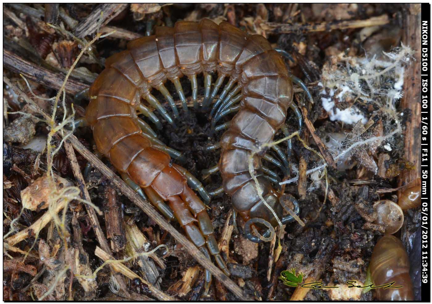 Scolopendra oraniensis