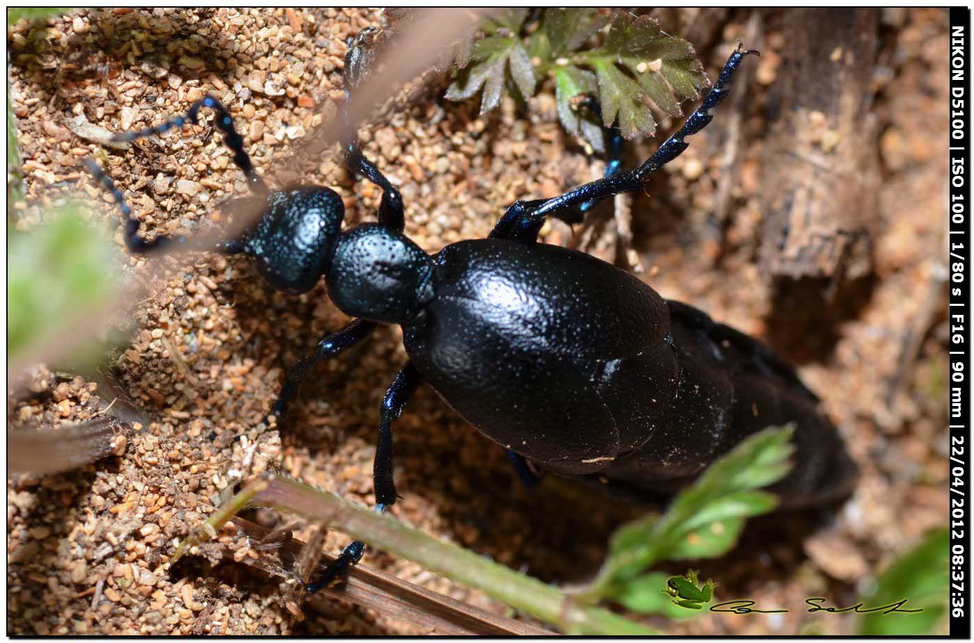 Meloe sp.F