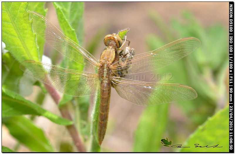 Crocothemis erythraea, metamorfosi