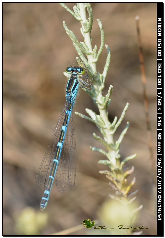 Coenagrion caerulescens
