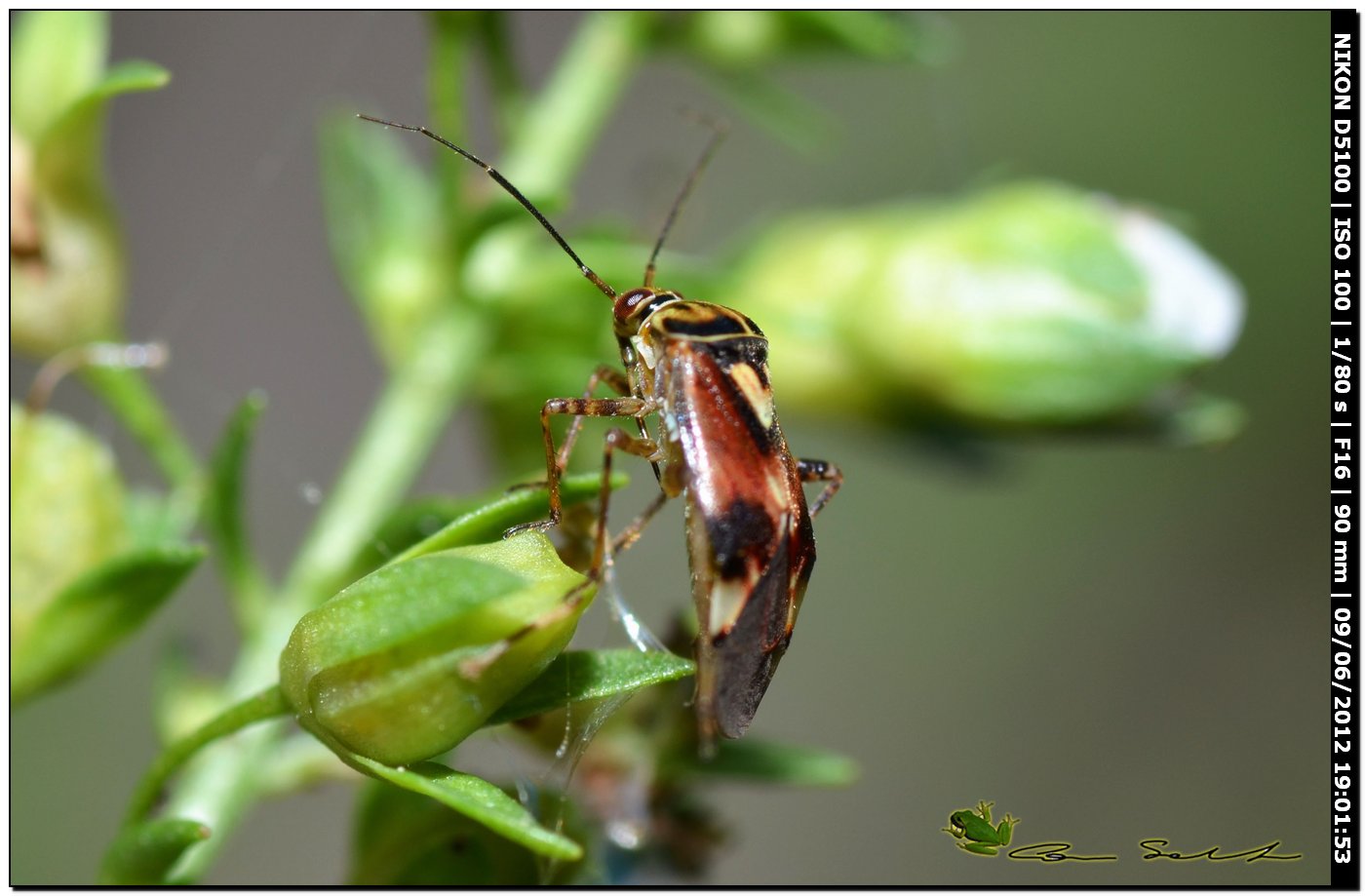 Miridae? Lygus cf pratensis della Sardegna