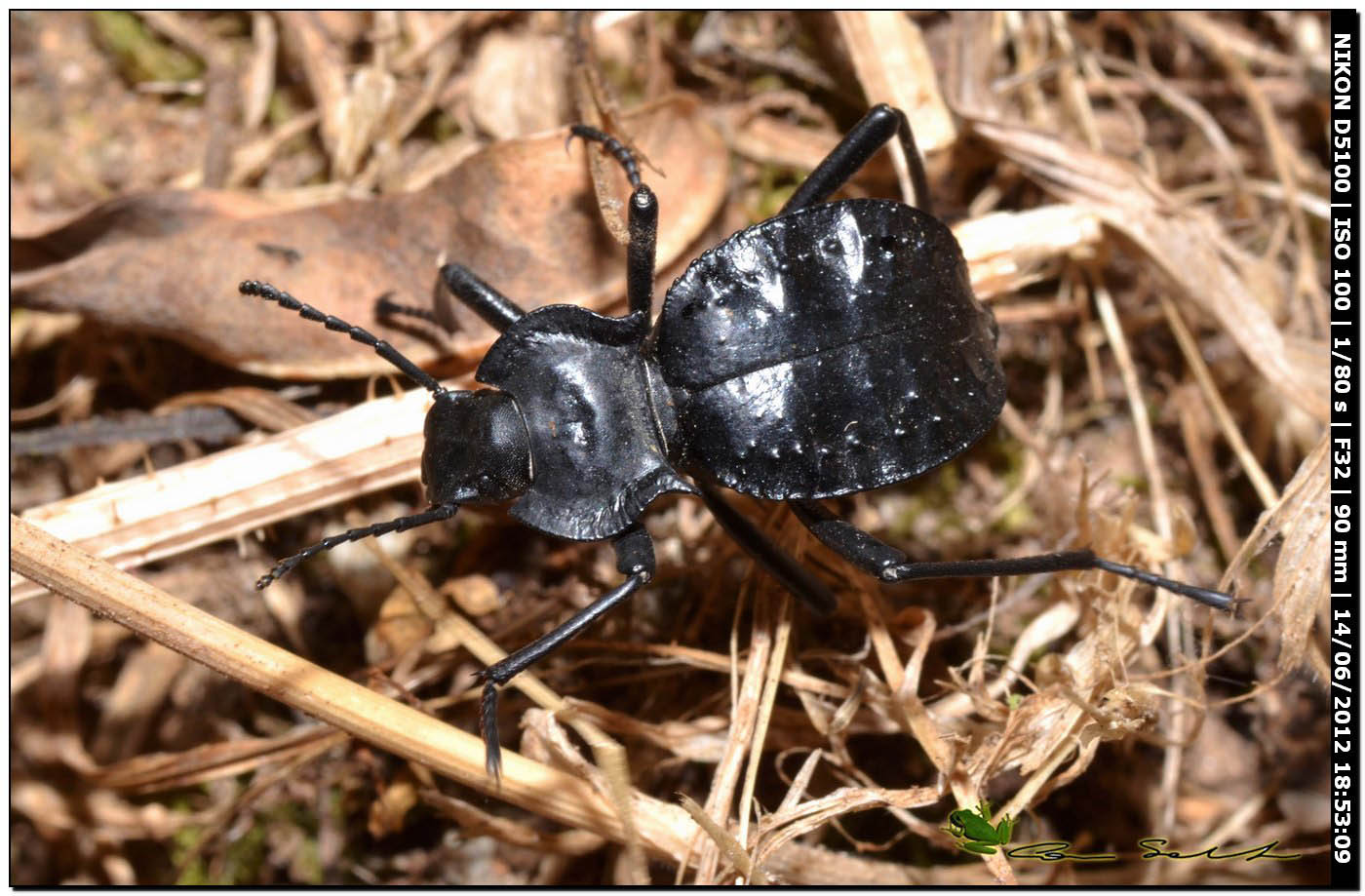 Akis bacarozzo, Tenebrionidae