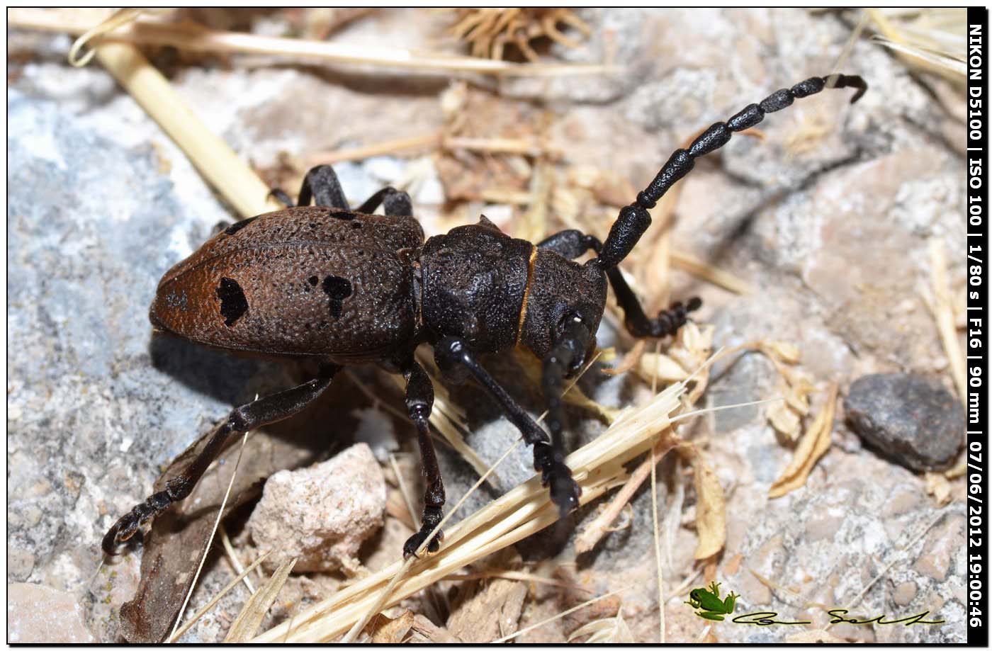 Herophila tristis, Cerambycidae