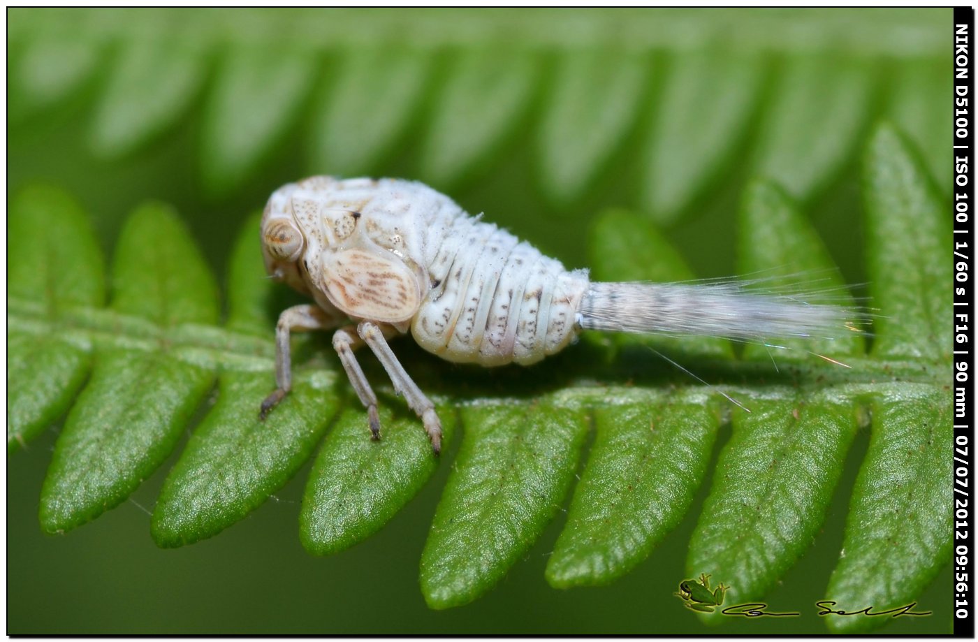 Cixiidae