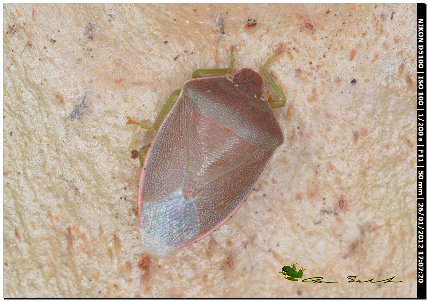 Acrosternum heegeri