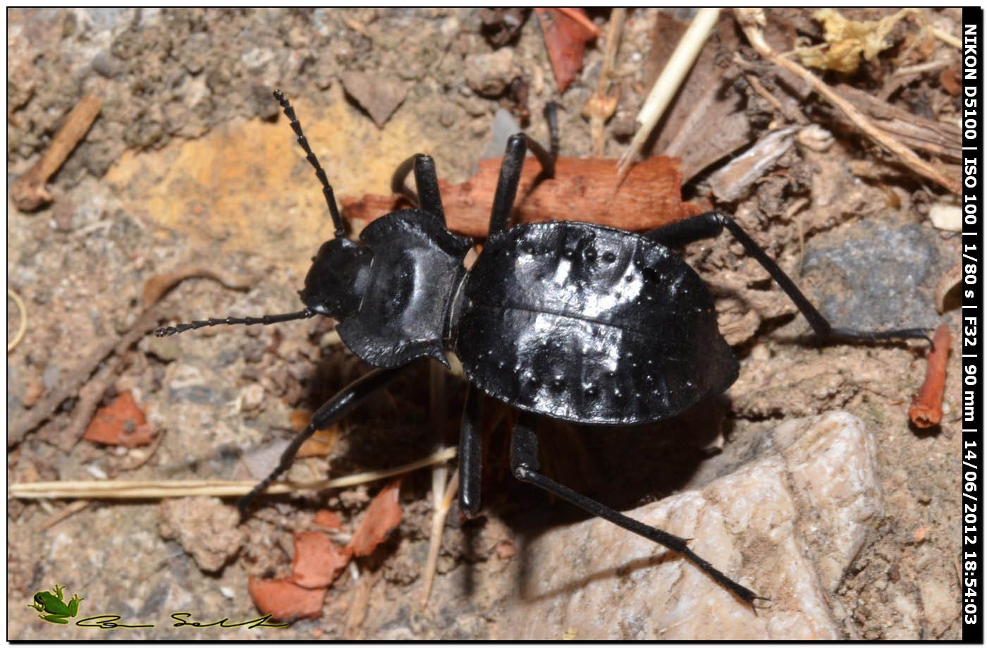 Akis bacarozzo, Tenebrionidae