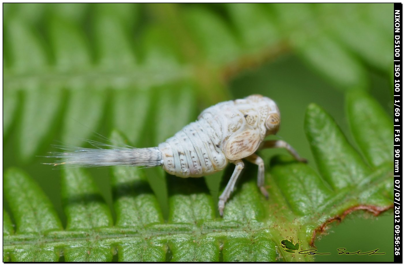 Cixiidae