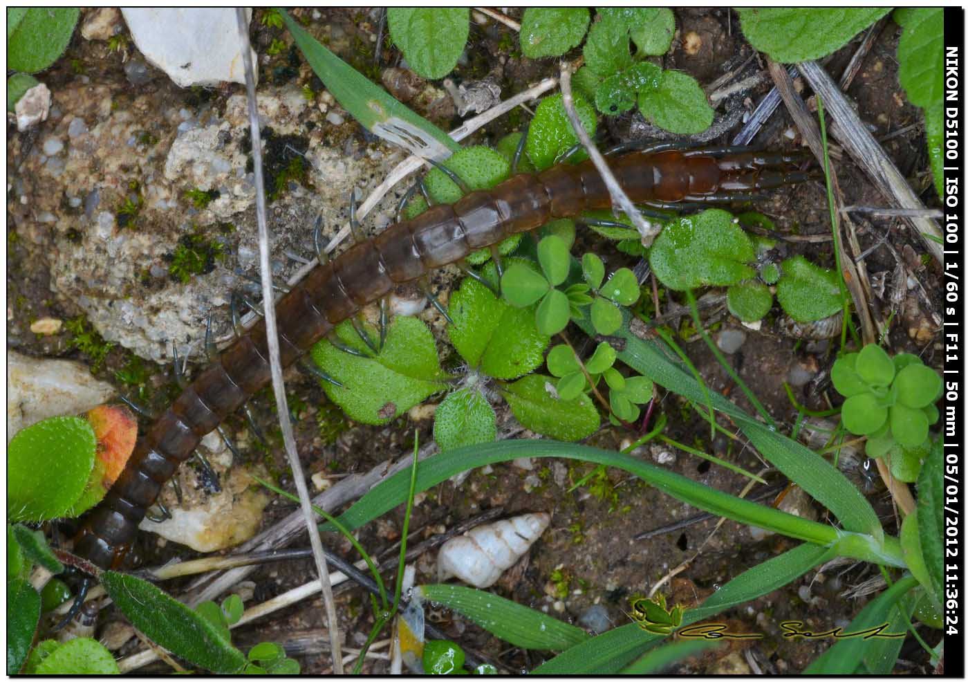 Scolopendra oraniensis