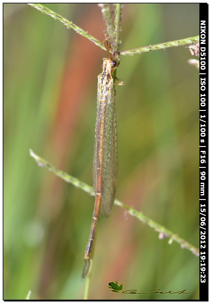 Macronemurus appendiculatus