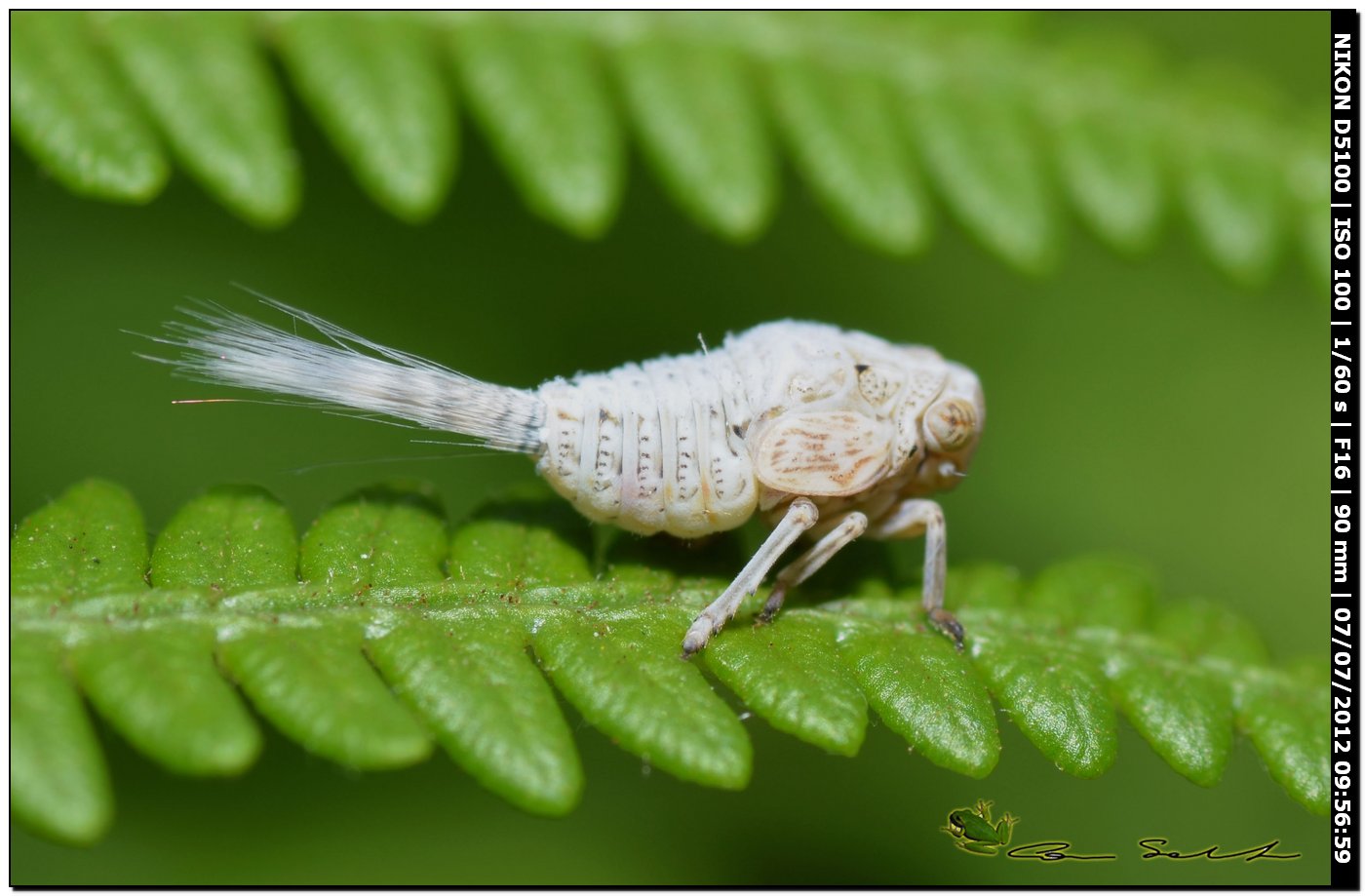 Cixiidae