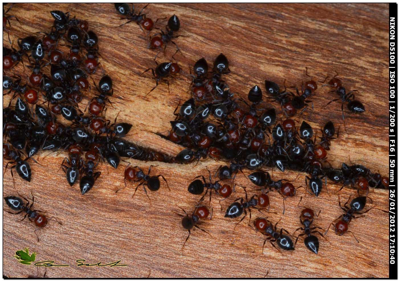 Crematogaster scutellaris con individuo dalla testa nera