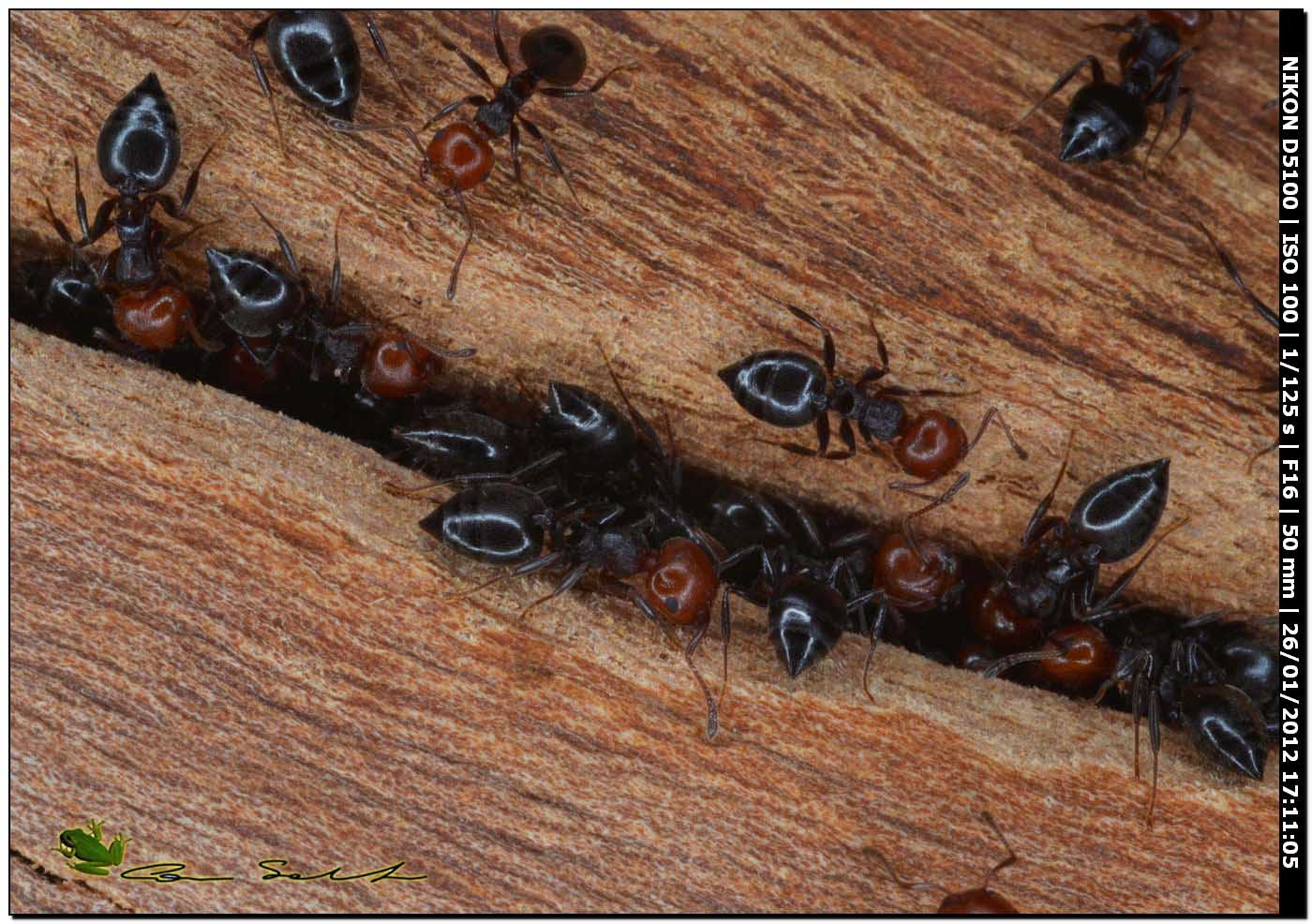 Crematogaster scutellaris con individuo dalla testa nera