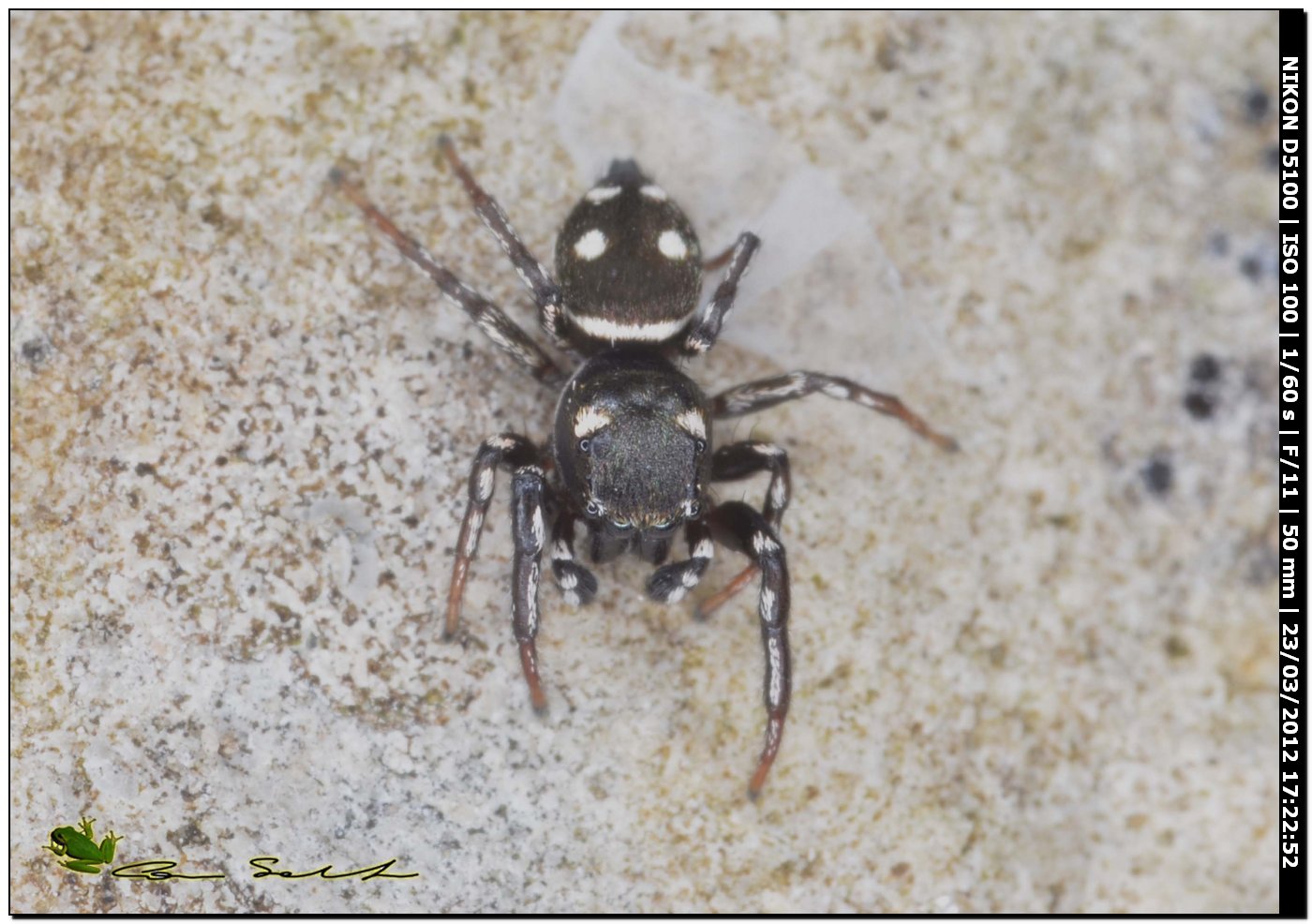 Heliophanus cf. apiatus