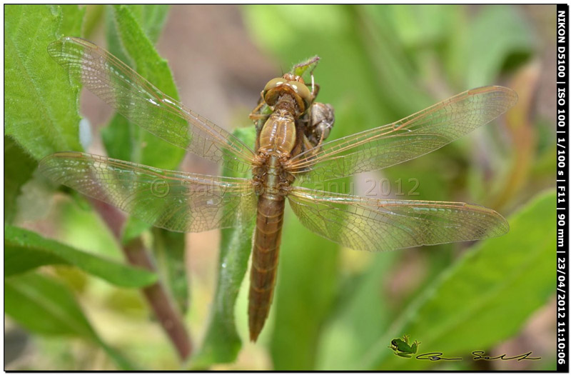 Crocothemis erythraea, metamorfosi