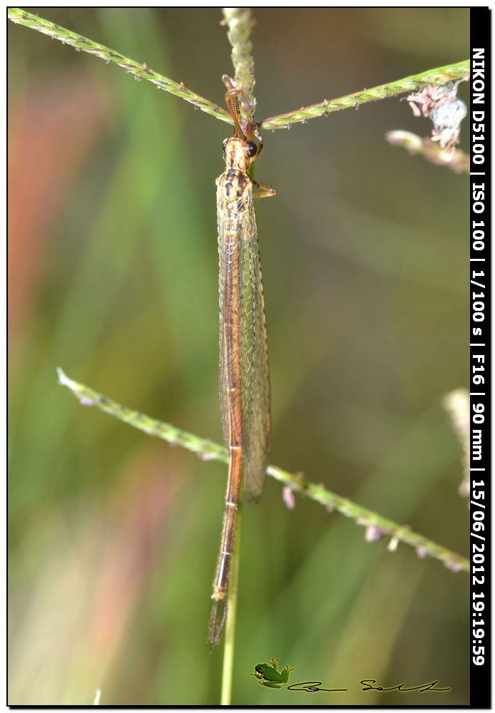 Macronemurus appendiculatus