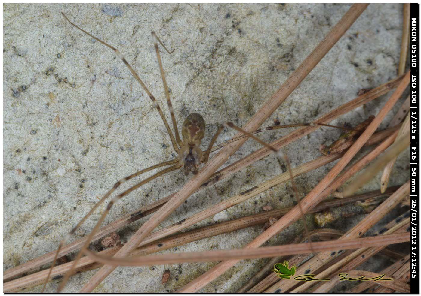 Holocnemus pluchei