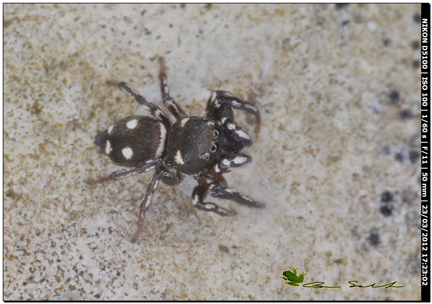 Heliophanus cf. apiatus