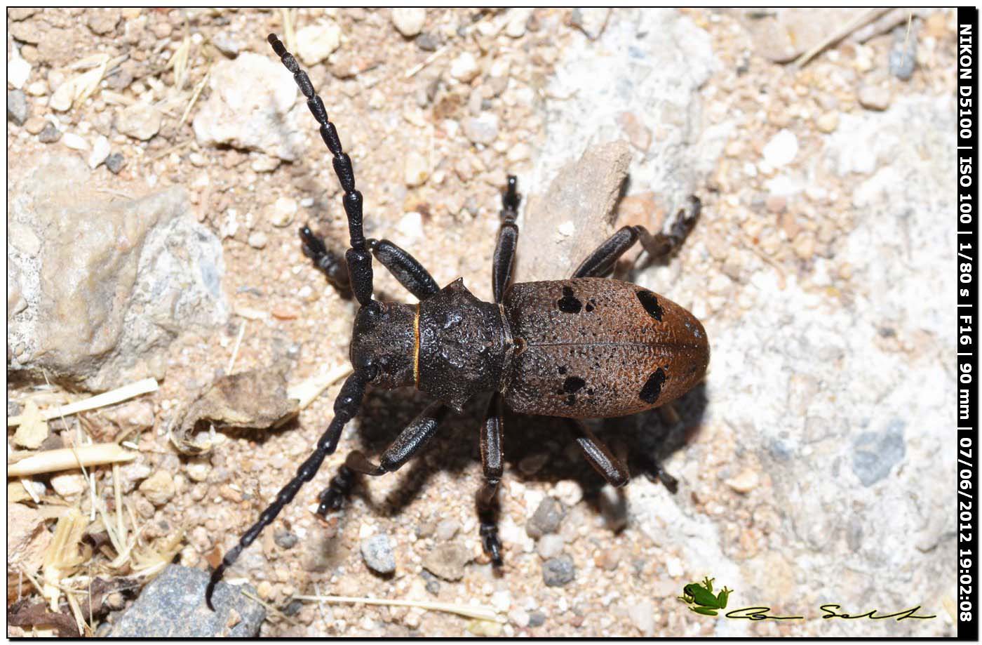 Herophila tristis, Cerambycidae