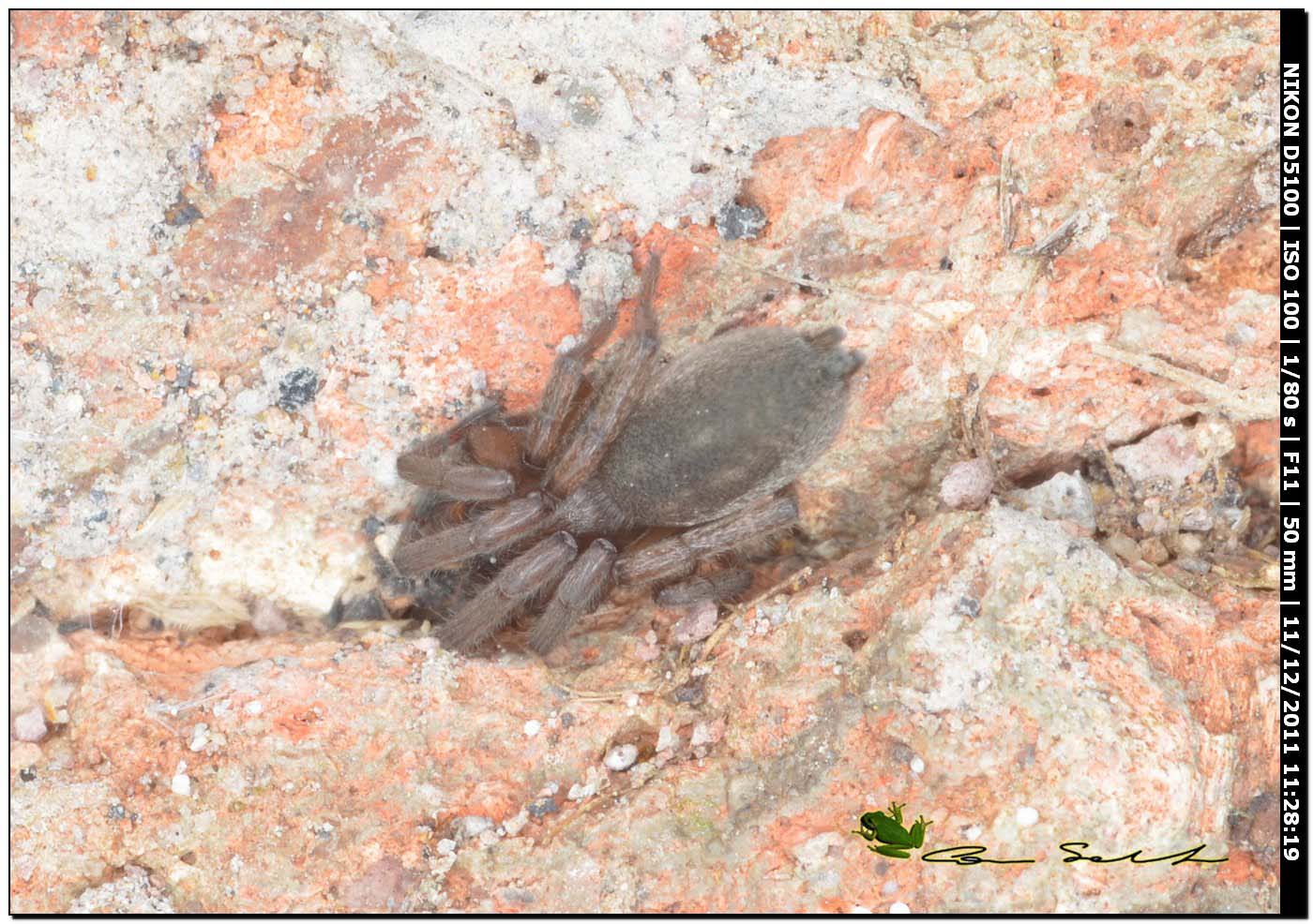Haplodrassus sp.