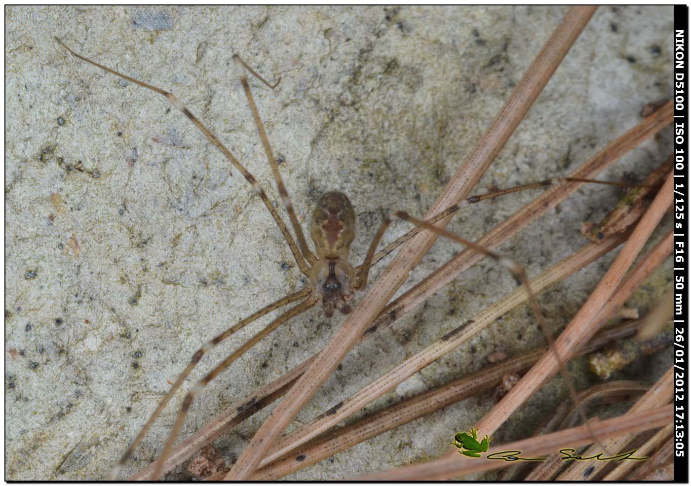 Holocnemus pluchei