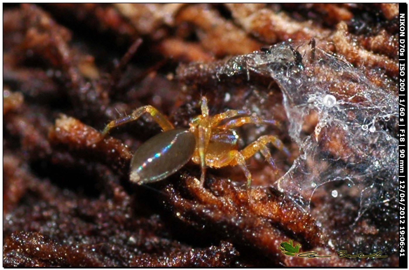 Dysderidae