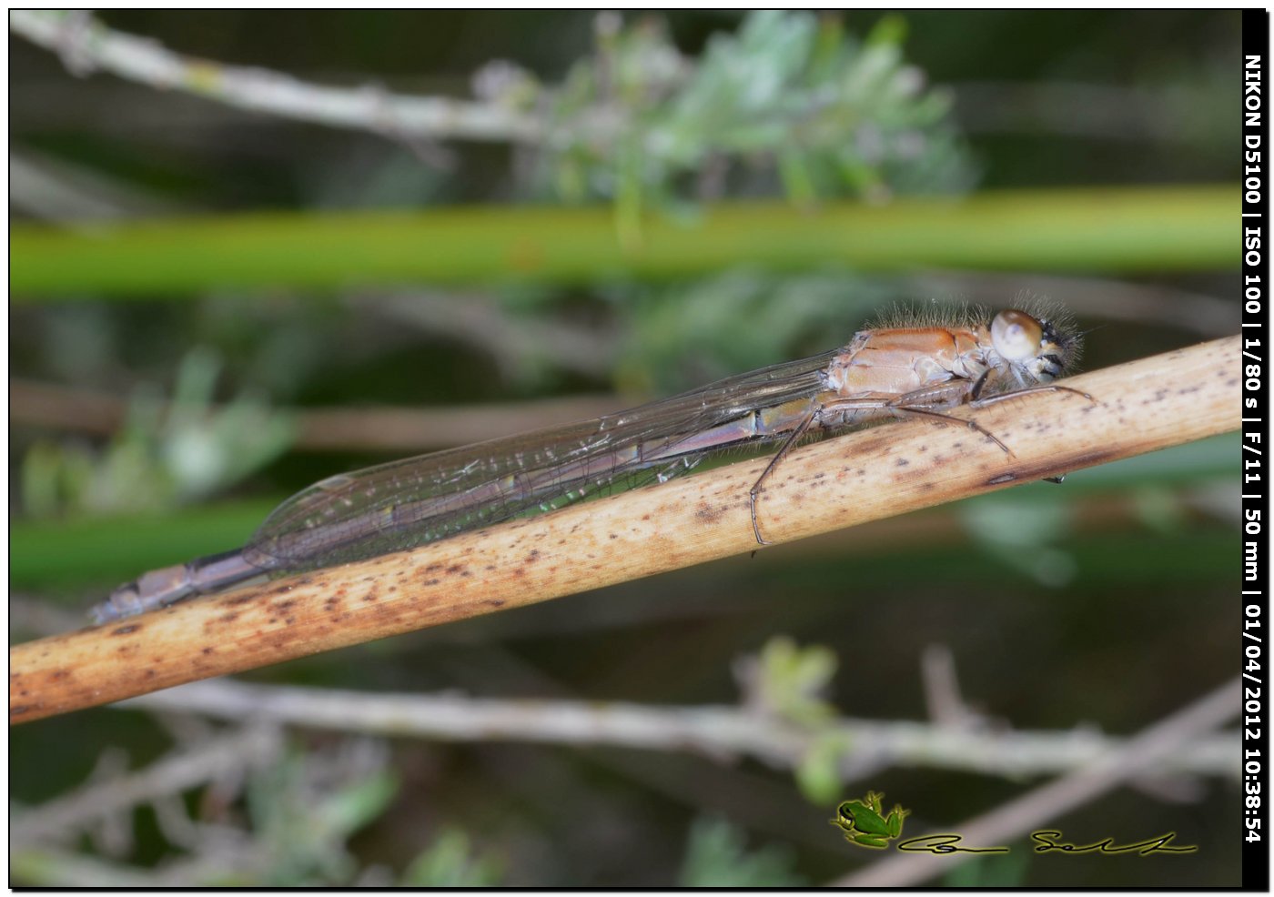 Ischnura genei, la stagione  iniziata