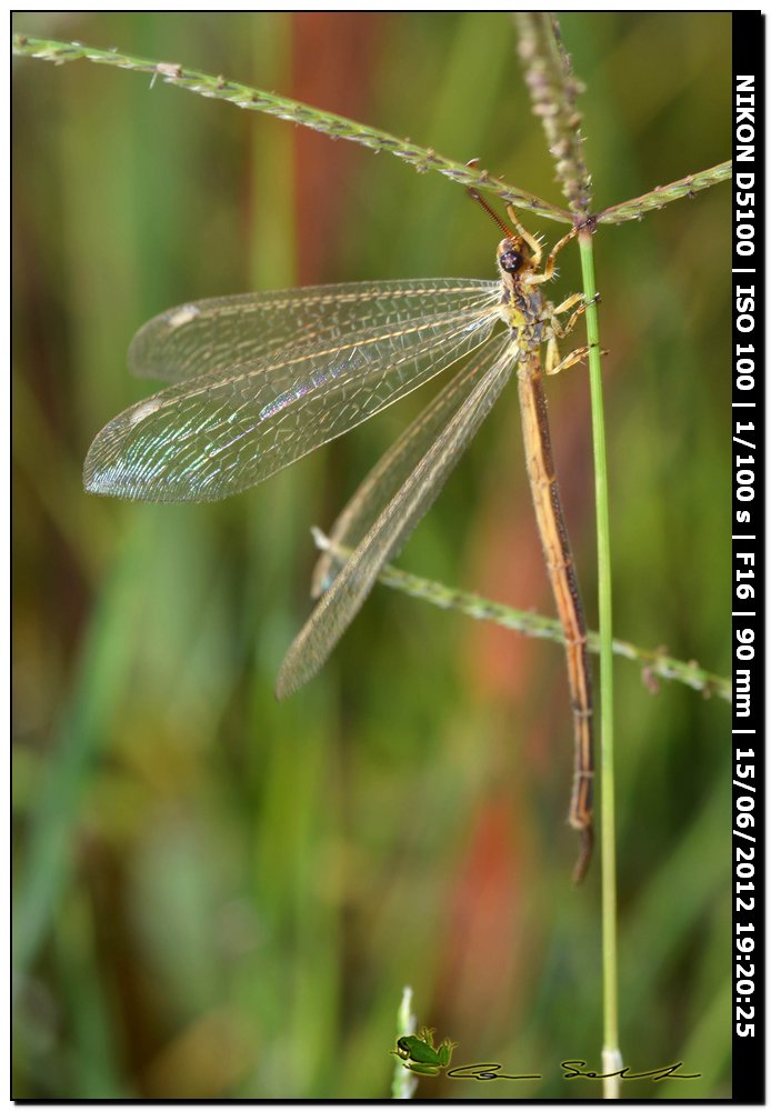 Macronemurus appendiculatus