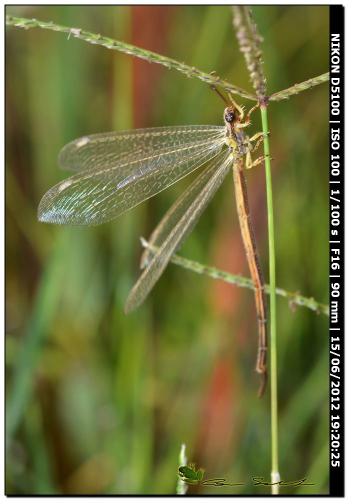 Macronemurus appendiculatus