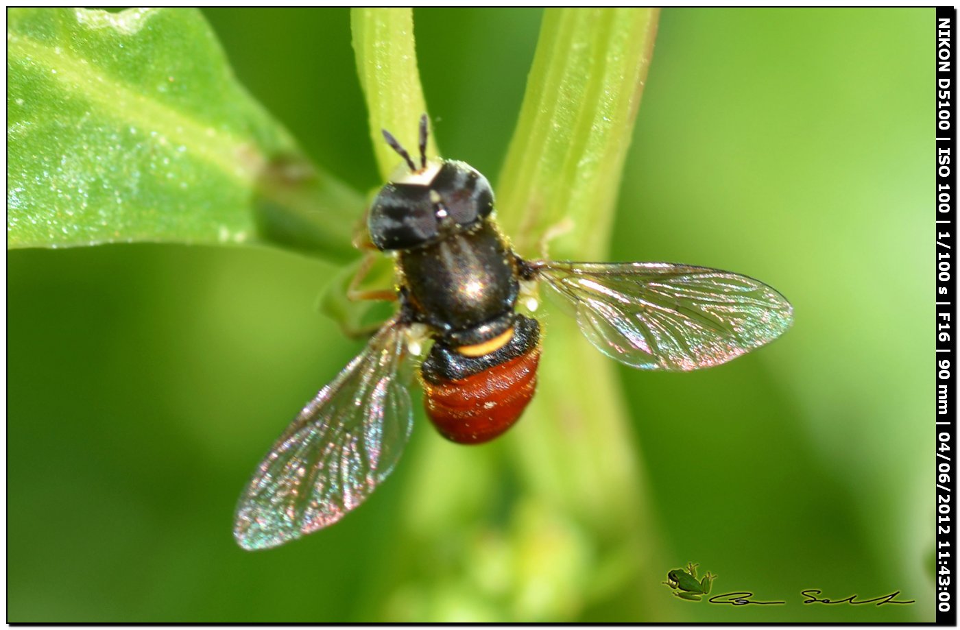 Paragus cf. bicolor?