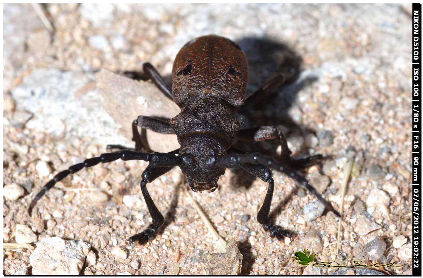 Herophila tristis, Cerambycidae