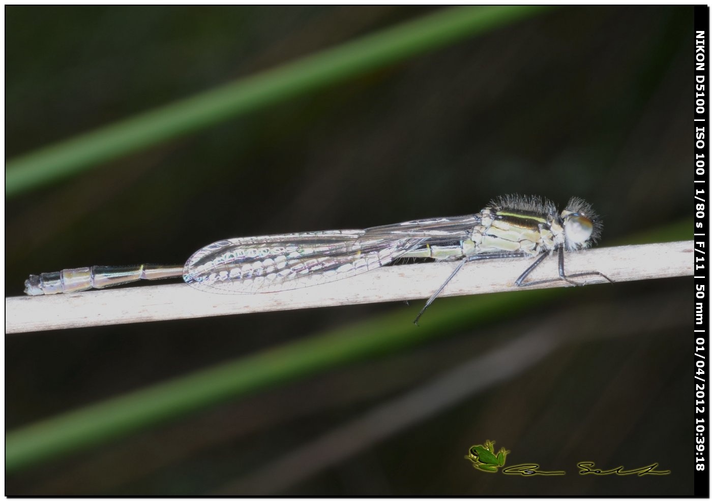 Ischnura genei, la stagione  iniziata