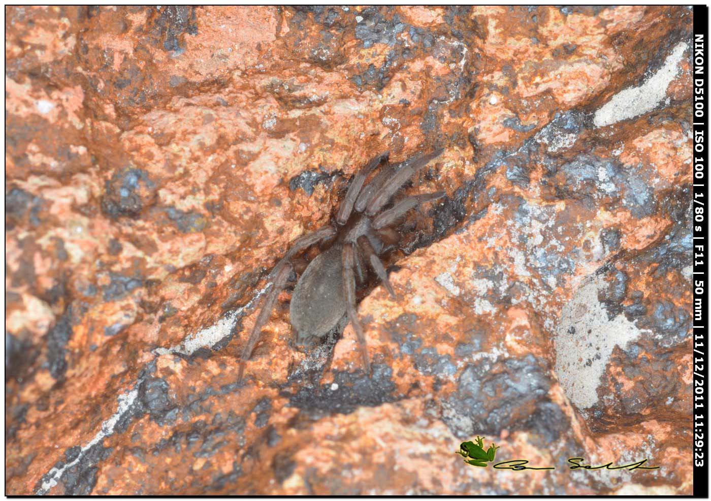 Haplodrassus sp.