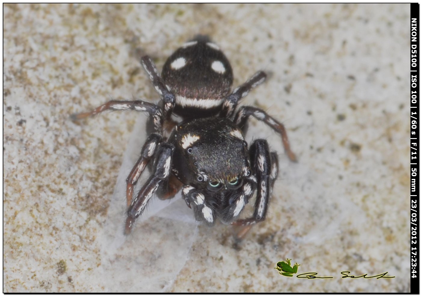 Heliophanus cf. apiatus
