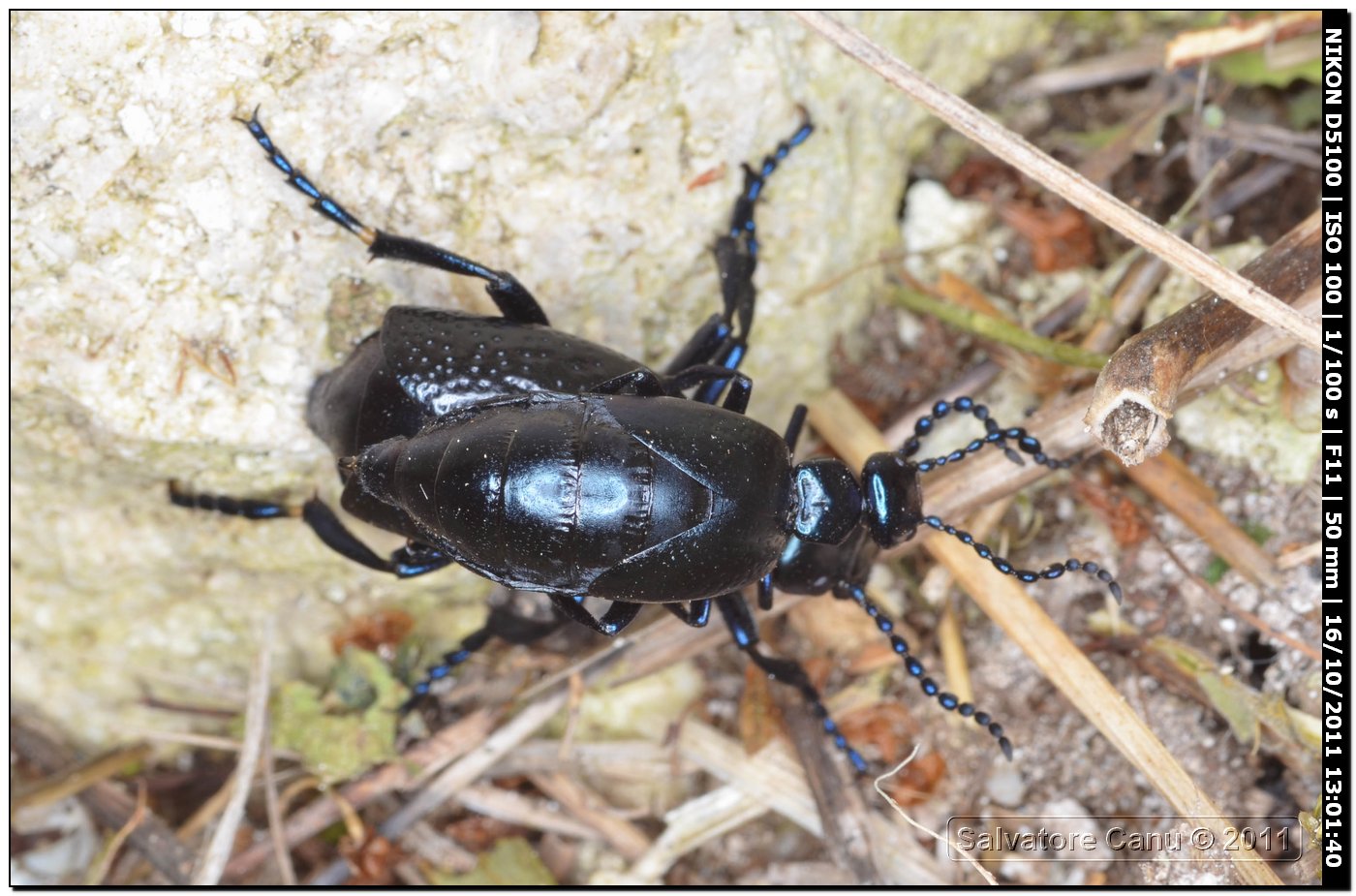 Coppia da identificare (Meloe autumnalis?)