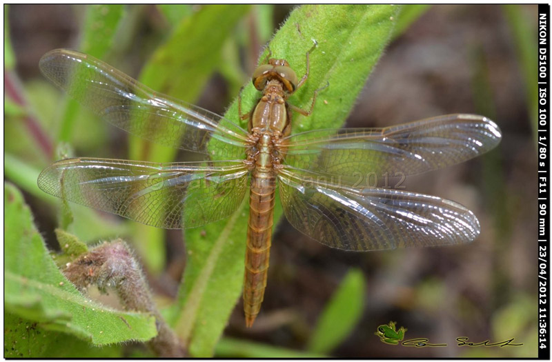 Crocothemis erythraea, metamorfosi