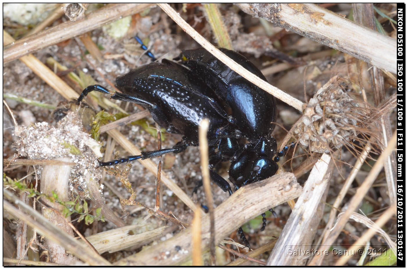 Coppia da identificare (Meloe autumnalis?)