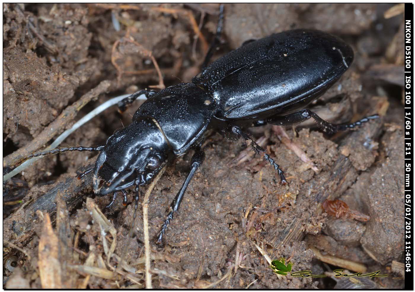 Percus strictus s. stricto !!!