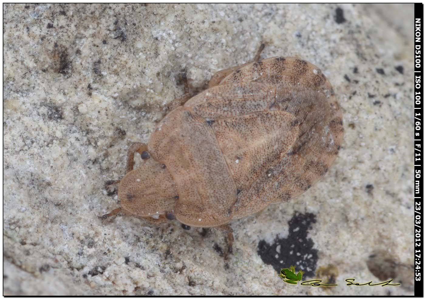 Pentatomidae: Sciocoris homalonotus della Sardegna (SS)