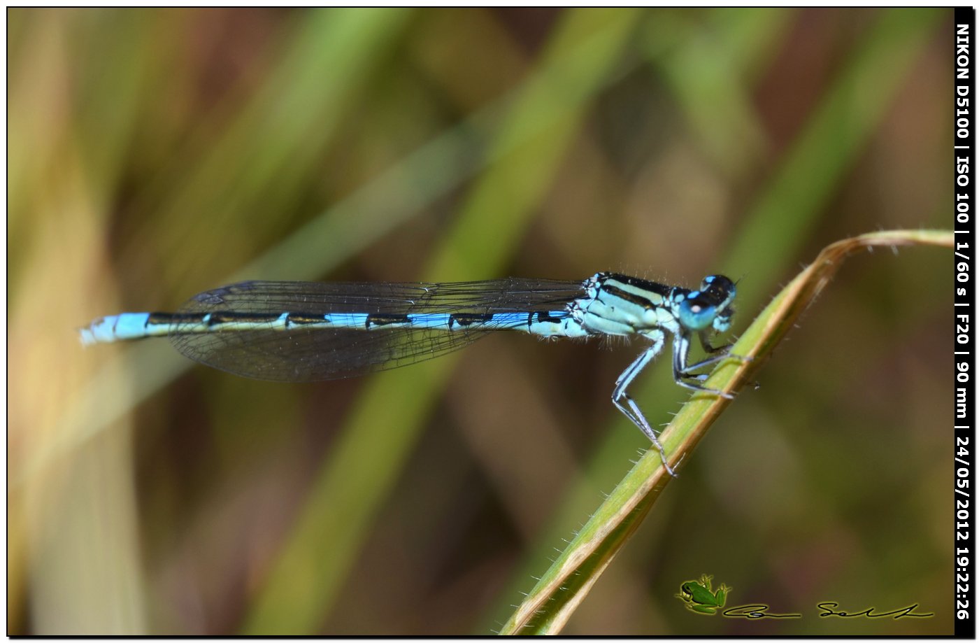 Coenagrion scitulum
