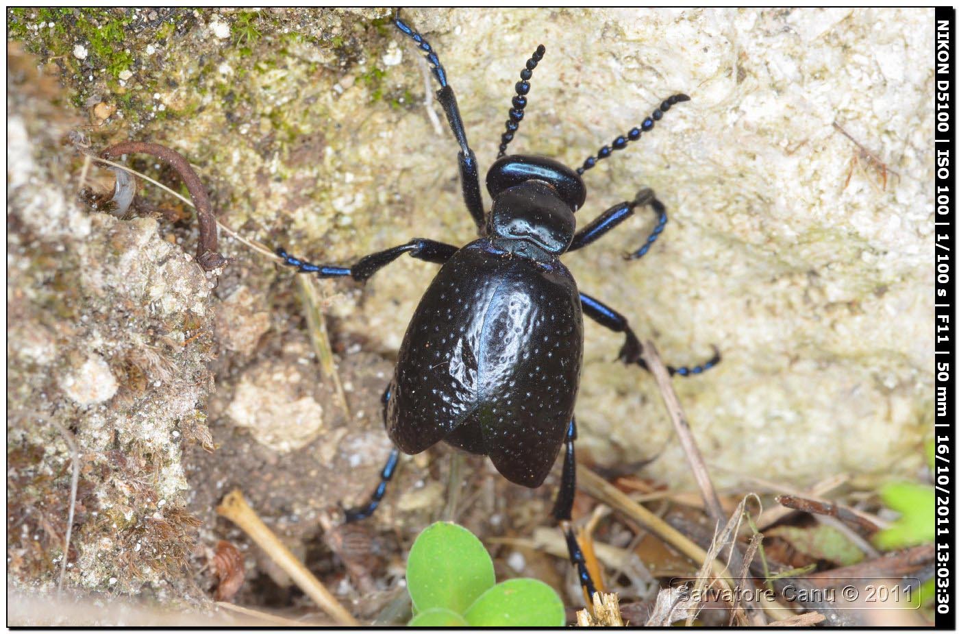 Coppia da identificare (Meloe autumnalis?)