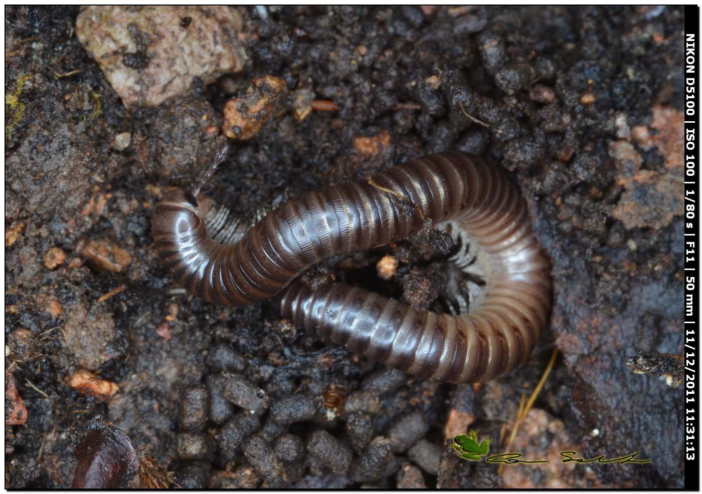diplopode da determinare