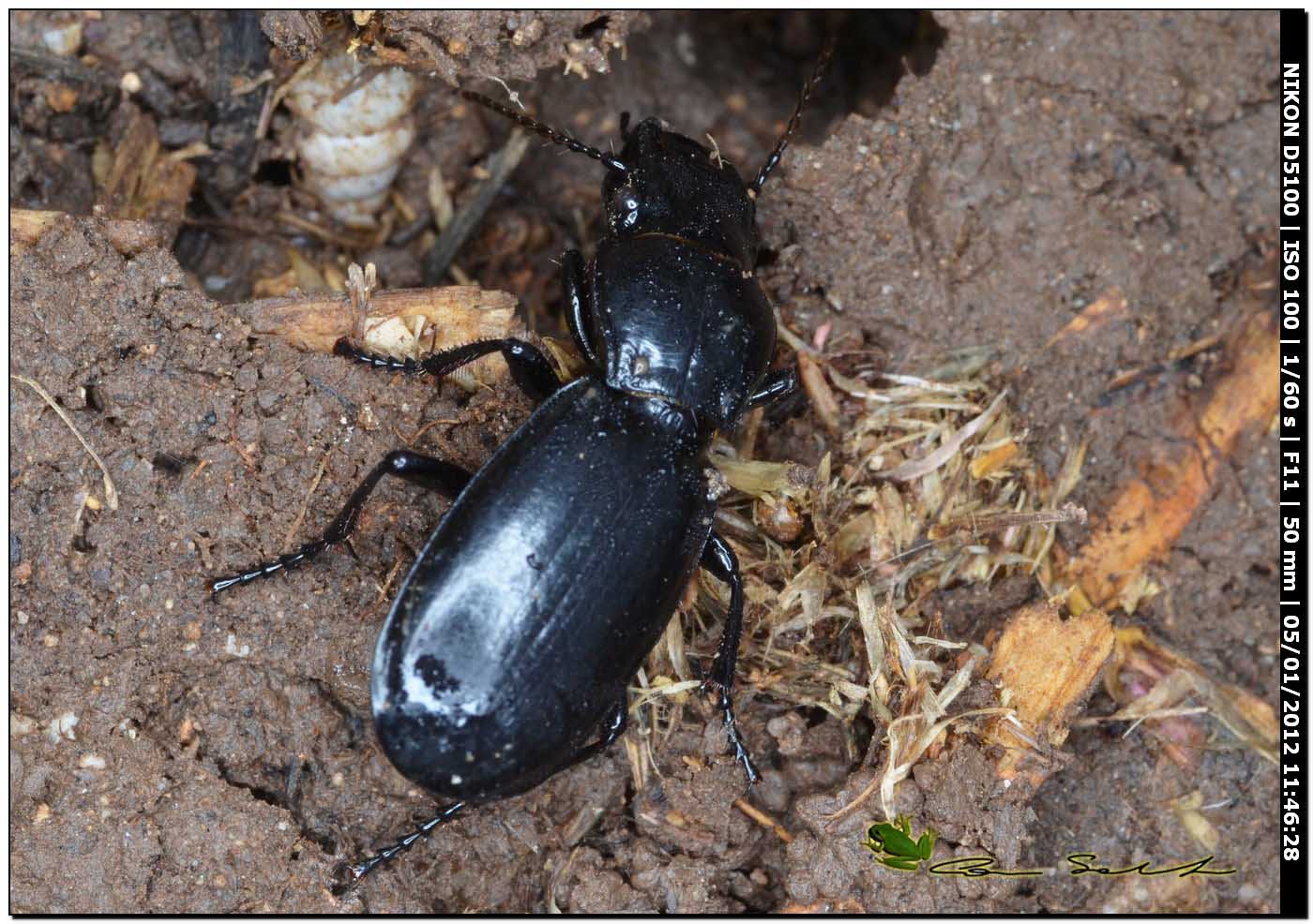 Percus strictus s. stricto !!!