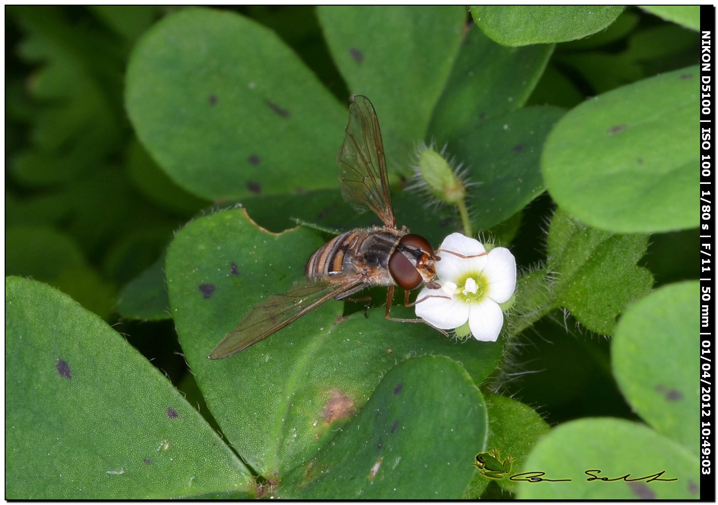 Episyrphus balteatus