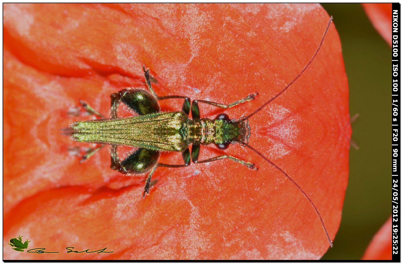 Oedemera nobilis ♂