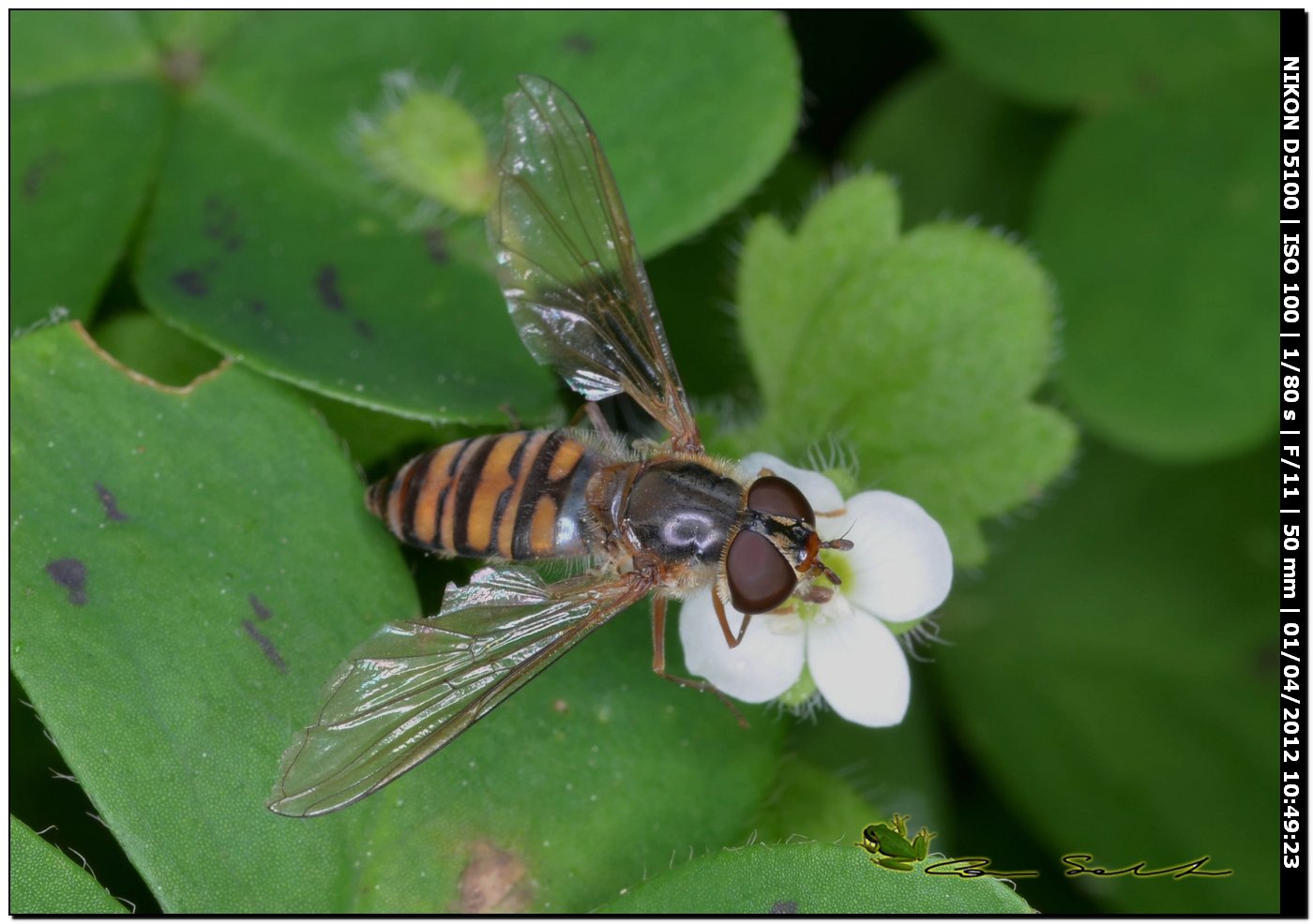 Episyrphus balteatus