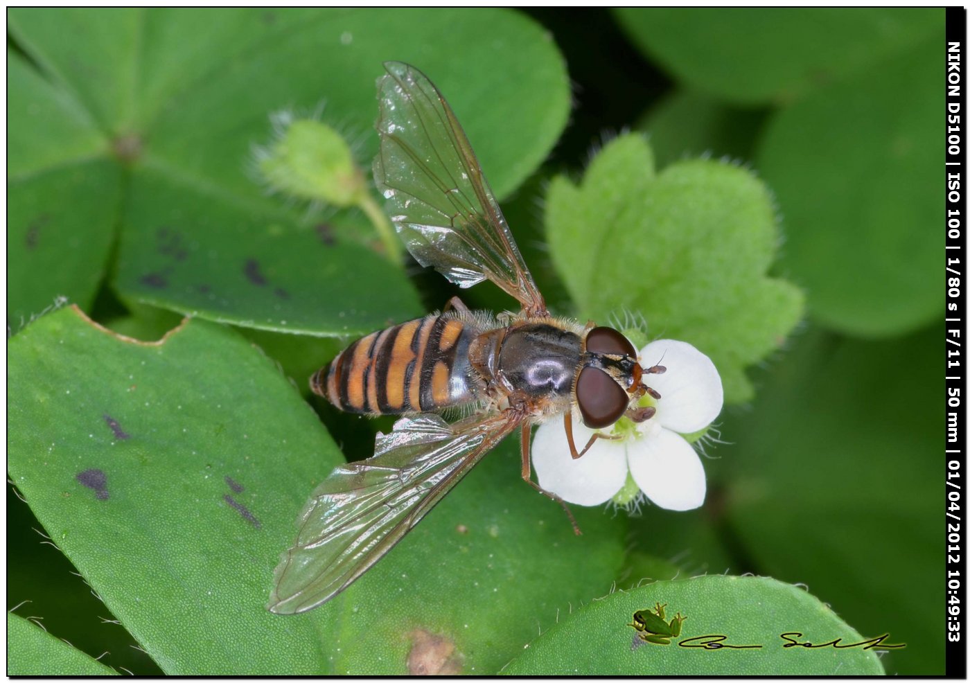 Episyrphus balteatus