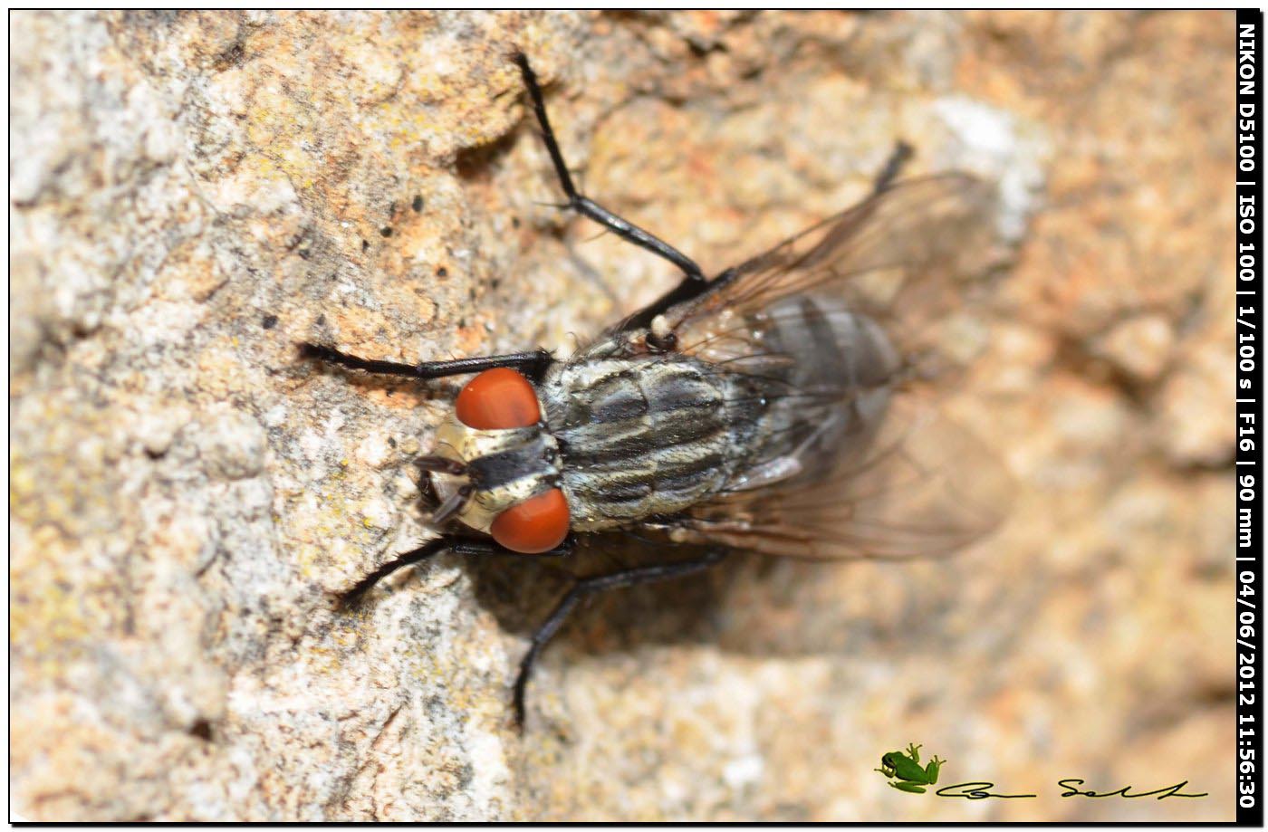 Sarcophaga sp.