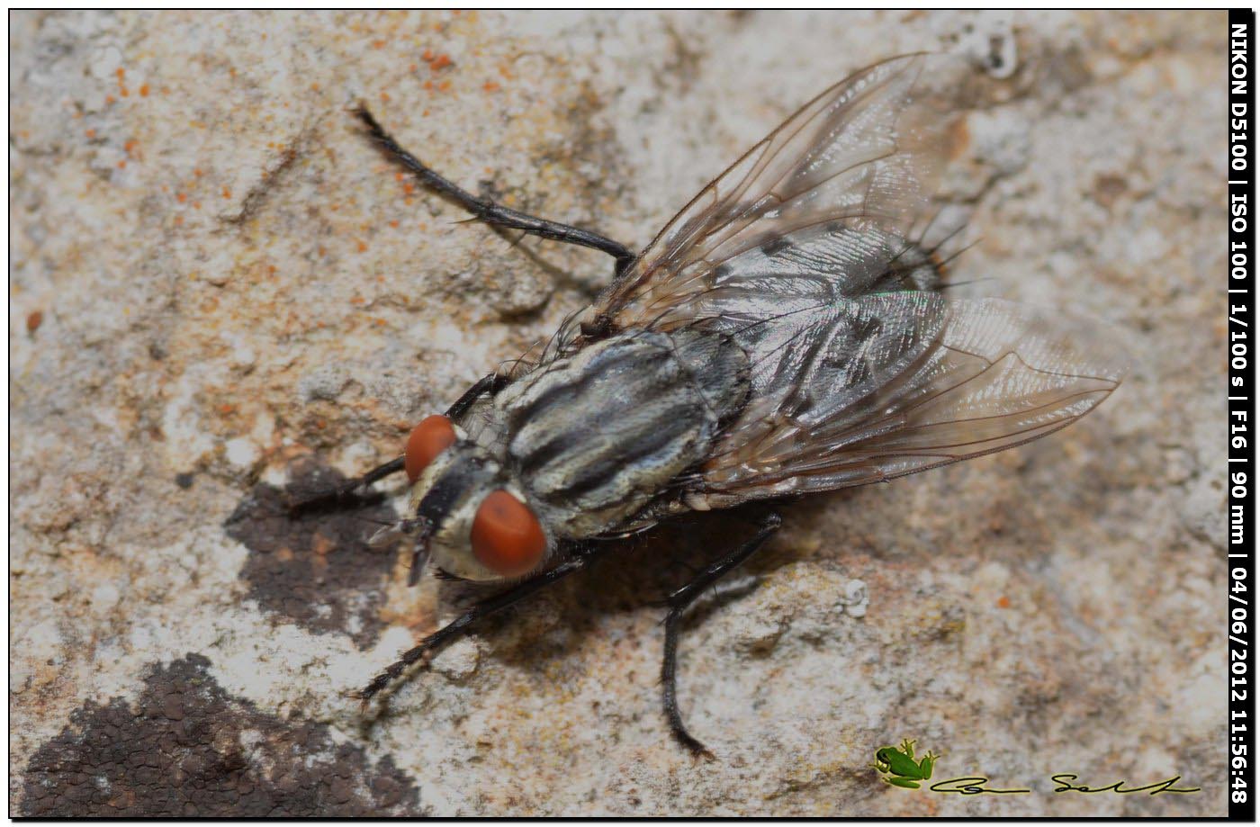 Sarcophaga sp.