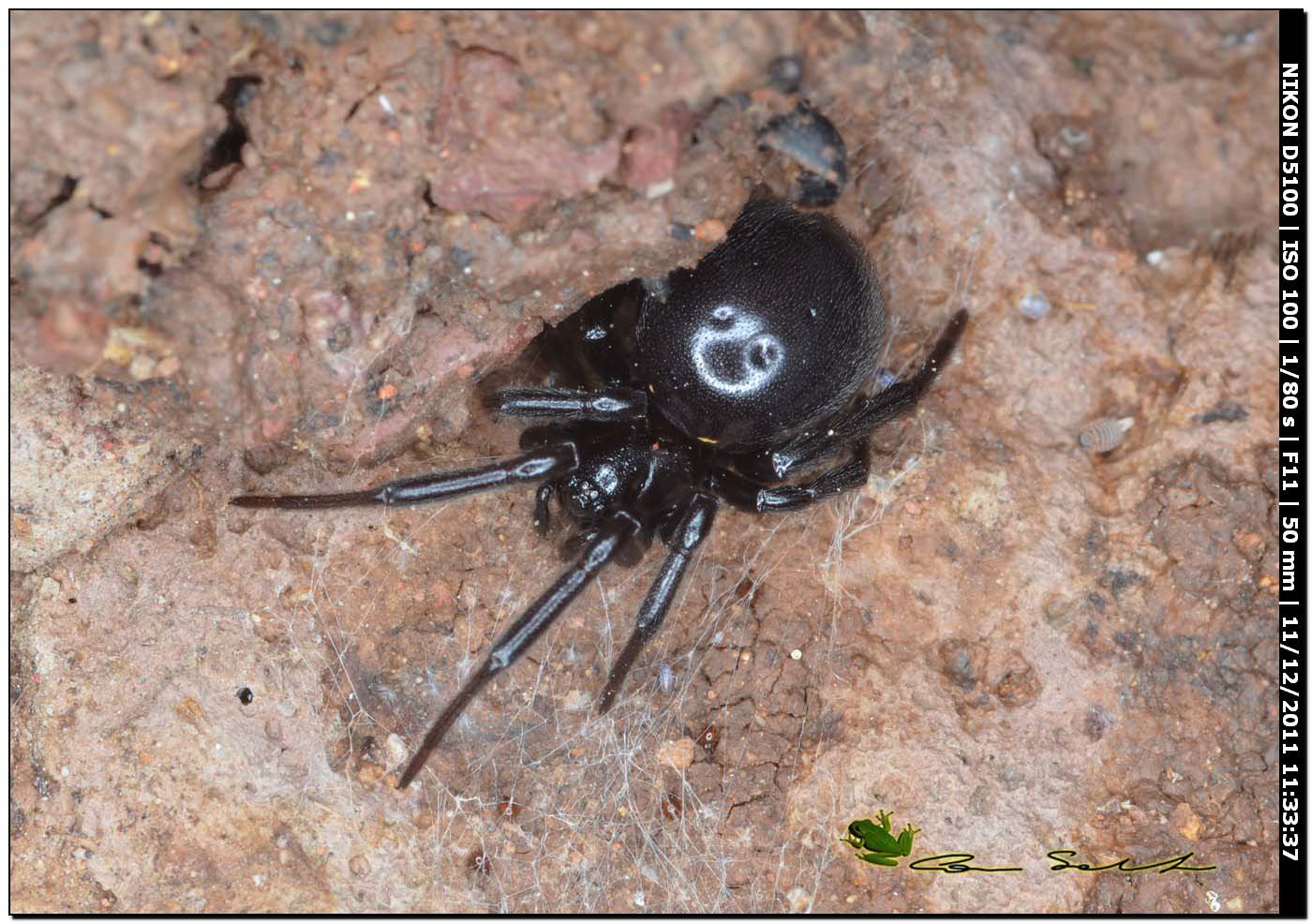 Steatoda paykulliana
