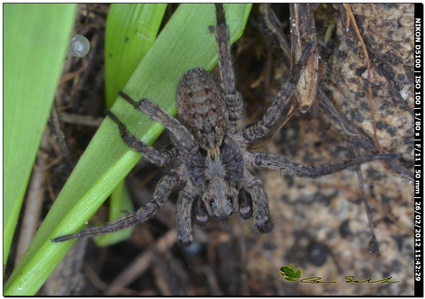 Alopecosa cf. albofasciata
